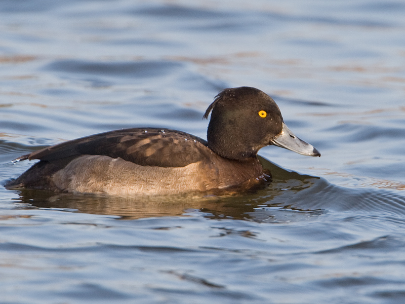 Aythya fuligula Kuifeend Tufted Duck